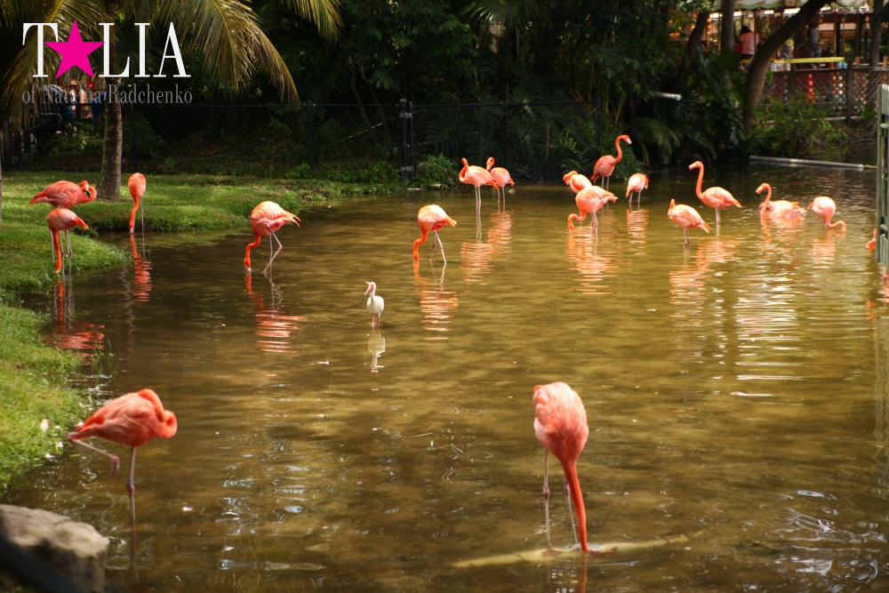 Катание на лодке вокруг Острова обезьян в Стране Львов, Флорида
